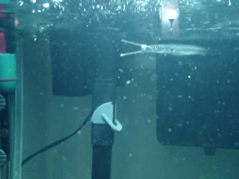 NEEDLEFISH STRIKE