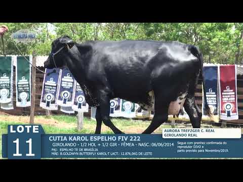 LOTE 11 - SHRTC CUTIA KAROL -