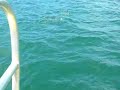 Dolphins at the Bay of Islands