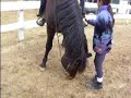 Happy Stallion Happy Stallion