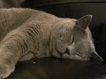 My Fat Cat Snoring My Fat Cat Snoring