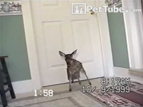 pettube - Was this door meant for the cat or the deer?