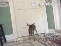 through the kitty door http://bit.ly/7Sad6b