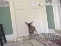 Deer Door - PetTube.com