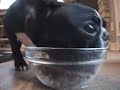 Bugzy: Feeding Time