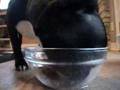 Bugzy: Feeding Time
