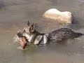 German Shepherd: Joyful River Dogs