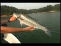 Stripers on Live Bait 1