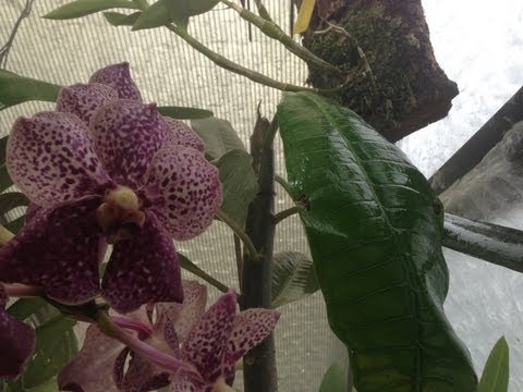 how to grow frangipani