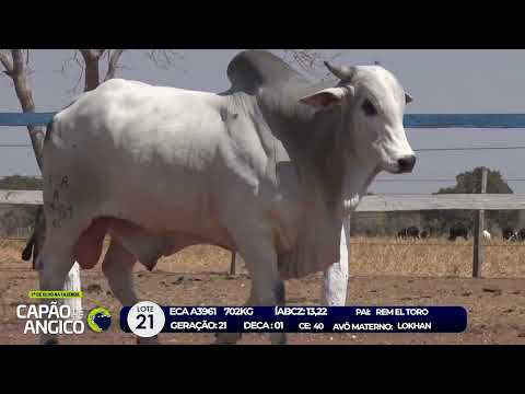 7 De Olho na Fazenda - Capo de Angico