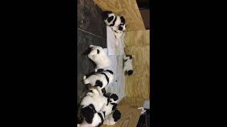 Puppies are 3 weeks old