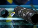 La société Marine Life est heureuse de vous proposer les premiers poissons d'élevage Français.Ces poissons sont parfois plus chers que les poissons sauvages car les coûts de reproduction sont encore plus élevés que les coûts de pêche.En choisissant des poissons d'élevage, vous participer à la diminution de la prise d'animaux dans le milieu naturel.Vous aider aussi au développement des sociétés d'élevage de poissons, ce qui permettra à toute la communauté d'avoir, à terme, plus d'espèces d'élevage disponibles.Les poissons d'élevage sont plus résistants au transport et s'acclimatent plus facilement. Ils sont garanties sans maladie.Le Pseudochromis Flavivertex est un poisson plutôt paisible excepté avec les poissons plus petits que lui (de son espèce ou pas), c'est pourquoi il vaut mieux le maintenir avec des espèces plus grosses que lui ou des invertébrés.Il peut vivre en couple mais généralement il est plus sage de n'introduire qu'un seul diadema par bac.Il a besoin d'un décor de roches vivantes avec de nombreuses cachettes.Retrouvez ce poisson sur http://www.marinelife.eu