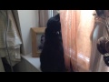 Rocco Is Chasing A Fly!