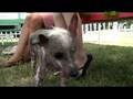 World-s-Ugliest-Dog-