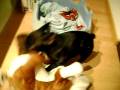 Scrappy vs. bulldog ingles (peluche toy)