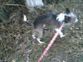 Animals Gone Wild