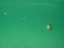 ocean activity