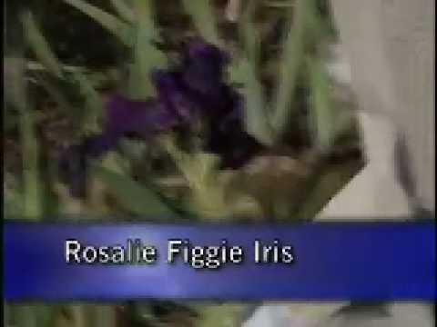 how to fertilize astilbe