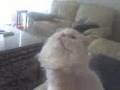 videos de Moosh