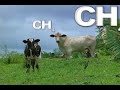 Video Banner