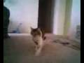 videos de George Playing Fetch