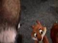 rabid squirel