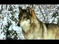 Stop Aerial Hunting of Alaska\