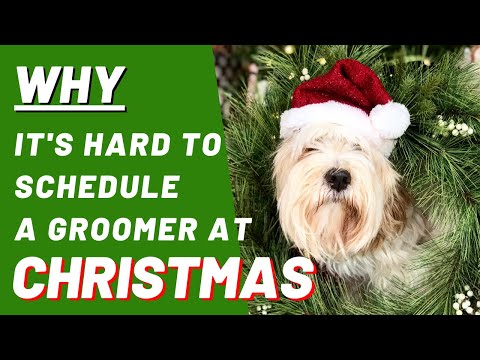 Why it's difficult to get a dog grooming appointment at Christmas