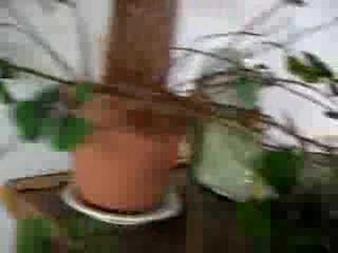 how to grow oxalis deppei