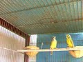 Canarino del Mozambico - Corteggiamento