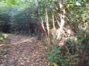 Birchwood's Walled Garden