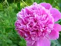 Pink peony Pink peony