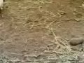 SCream film / the funny scary masked sheep...!