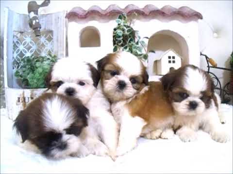 YouTube Preview Image