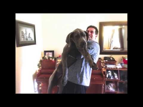 how to train a dog using an e collar