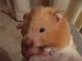 hamster interview hamster interview