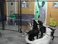 Big dogs bubble fun