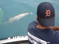 musky fishing on lake st clair musky fishing on lake st clair
