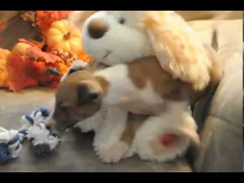 Angie video Italian greyhound shipping included