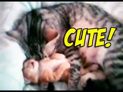 dragomirnet86 - Cat mom hugs baby kitten (original) http://www.youtube.com/watch?v=Vw4KVoEVcr0 That video went viral thanks to dailypicksandflicks.com for being the first to write about it and reddit.com...