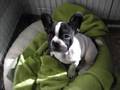 Bulldog Francés video
