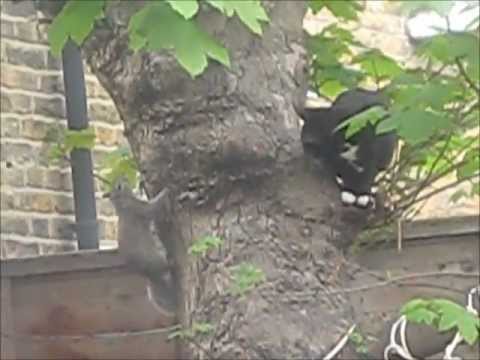 See video