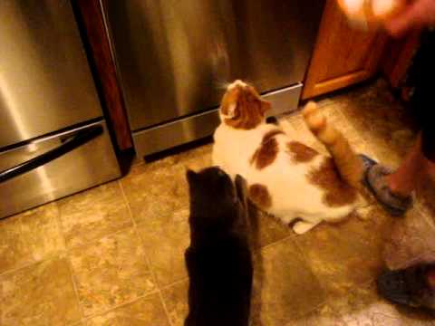 Fancy Feast Time