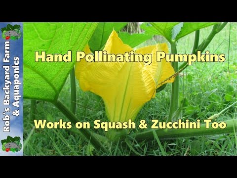 how to hand fertilize pumpkins