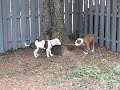 american bulldog puppies playing american bulldog puppies playing