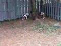 american bulldog puppies playing