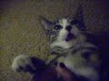 MY CAT NiKKi iS P0SSESSED BY T/ DEViL