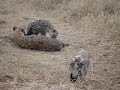 On top of a hyaena den