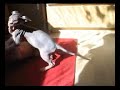 Sphynx kluci v akci:-)