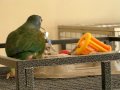 Hates the Camera. Sachi my Pionus Parrot.